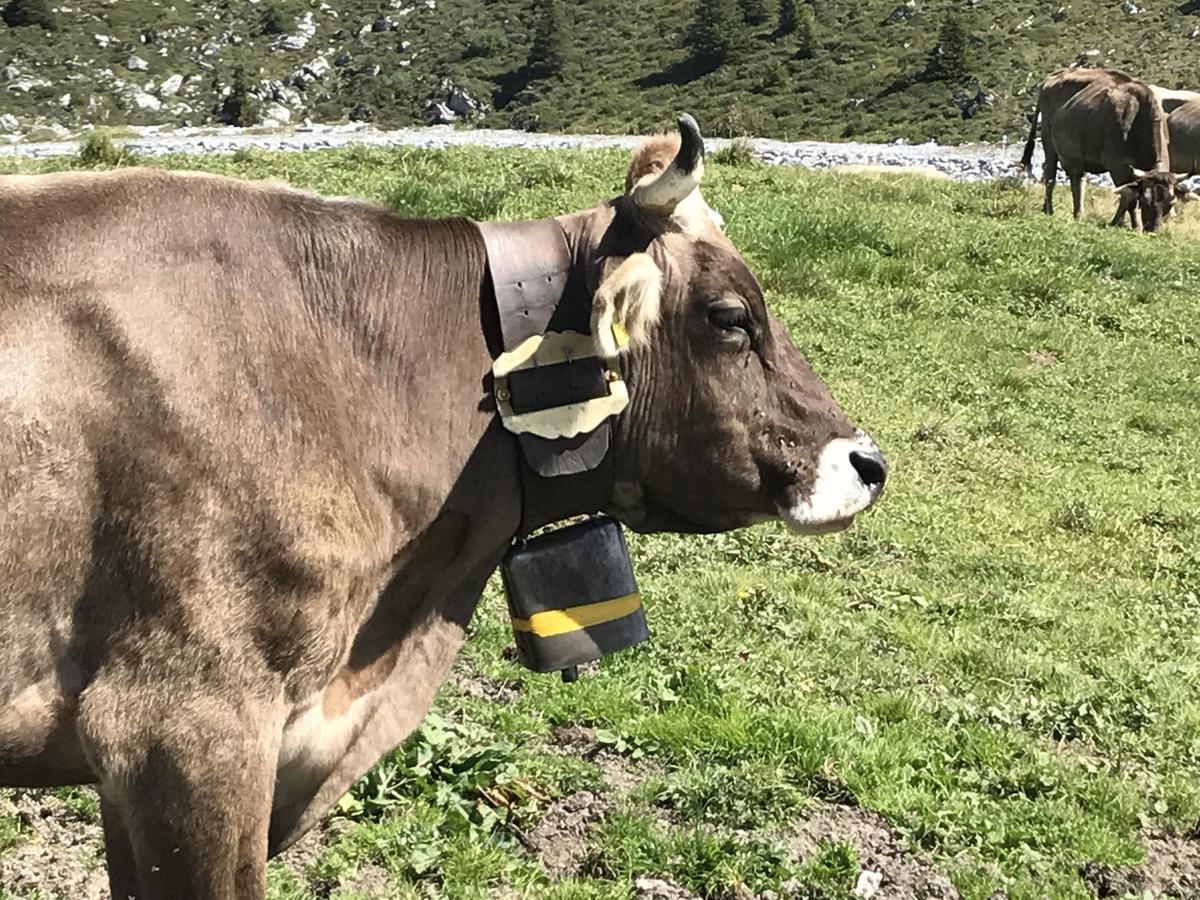 Ferienwohnung Laax Mit Traumblick, Grossem Balkon Und Terrasse 外观 照片